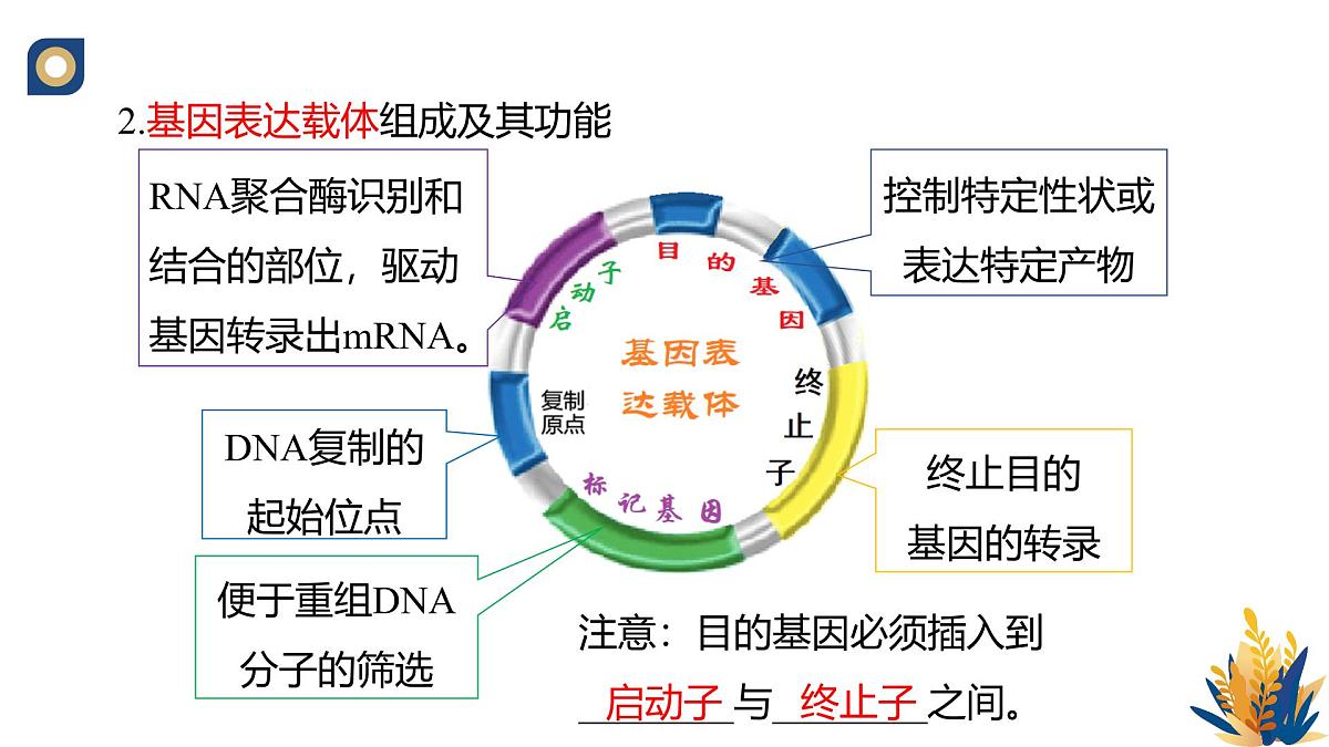 人教版高中生物 选修3《3-2 基因工程的操作程序（第3课时）》教学课件第3页