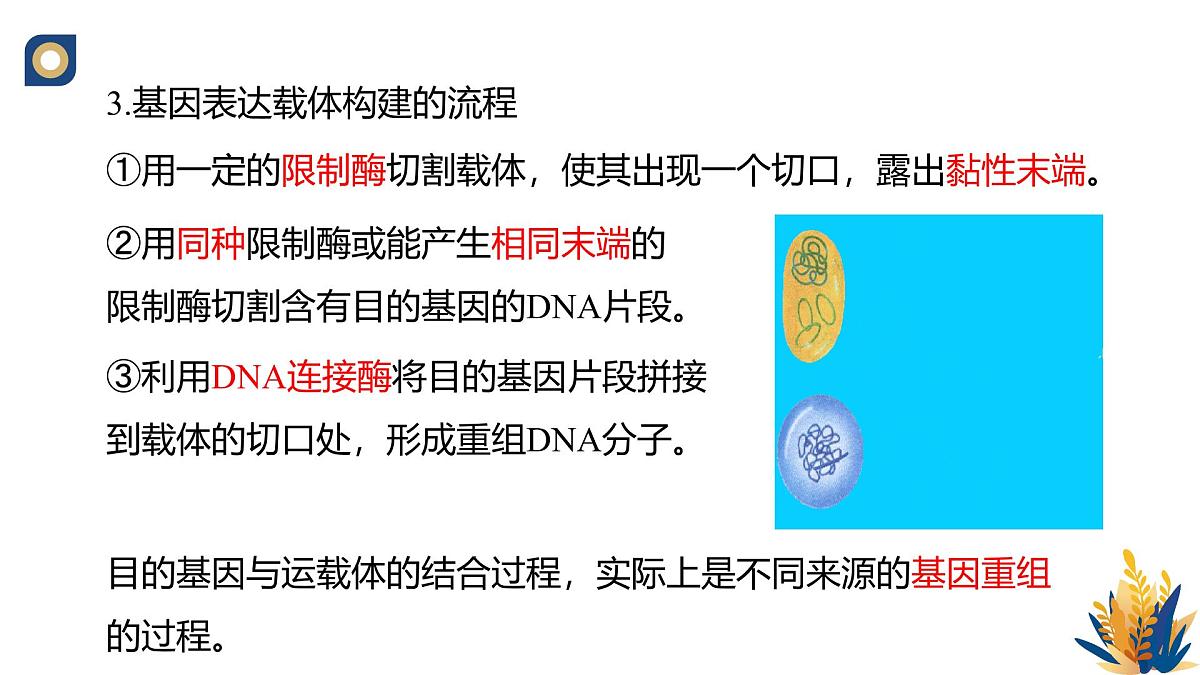 人教版高中生物 选修3《3-2 基因工程的操作程序（第3课时）》教学课件第4页