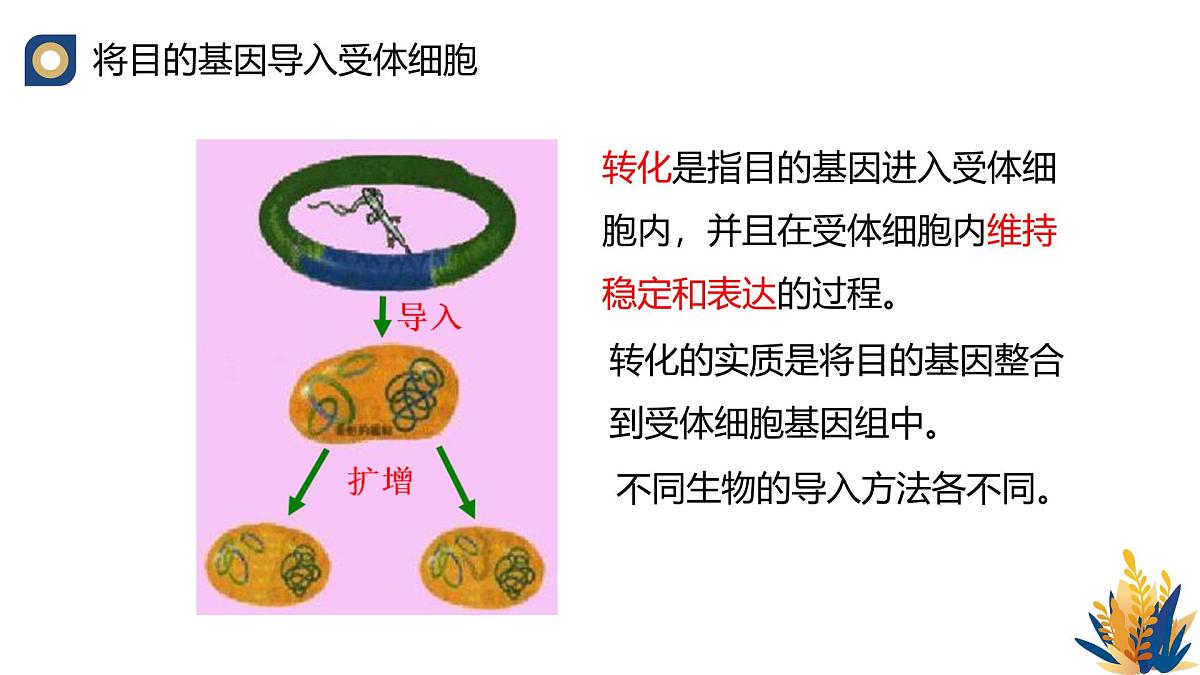 人教版高中生物 选修3《3-2 基因工程的操作程序（第3课时）》教学课件第5页