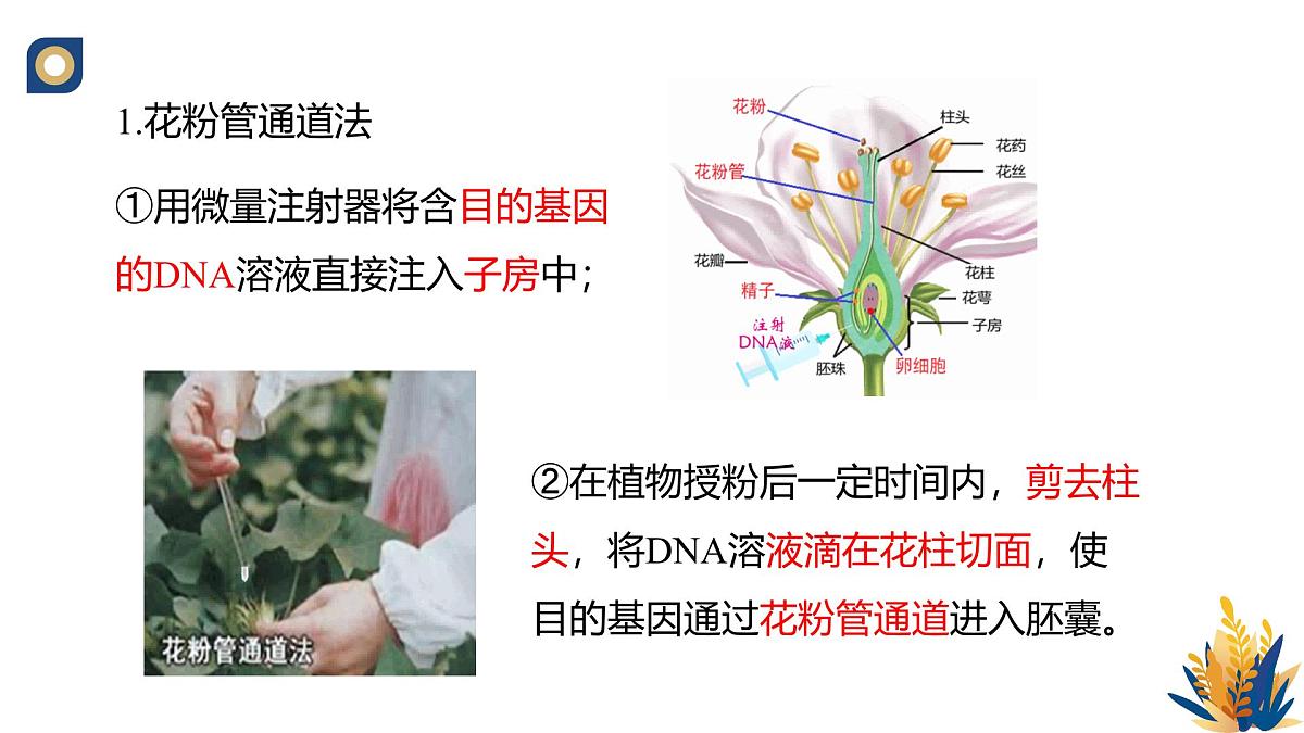 人教版高中生物 选修3《3-2 基因工程的操作程序（第3课时）》教学课件第6页