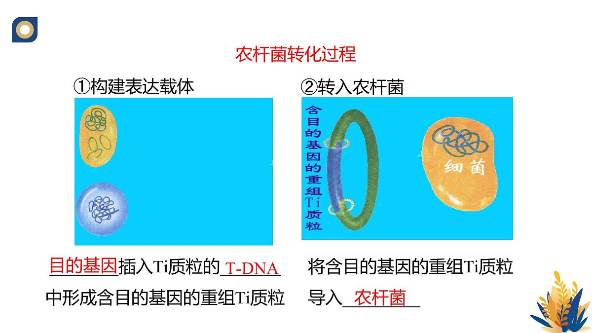 人教版高中生物 选修3《3-2 基因工程的操作程序（第3课时）》教学课件第8页