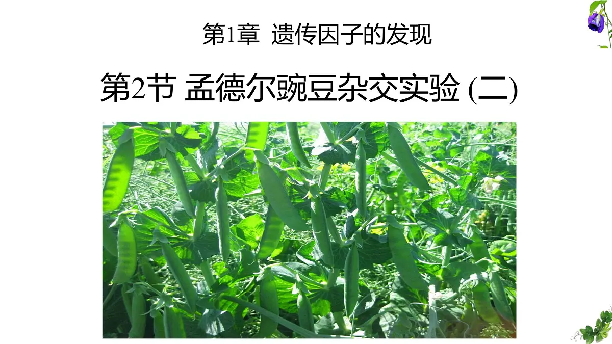 人教版高中生物必修2 1-2《孟德尔豌豆杂交实验（二）》课时1 课件第1页
