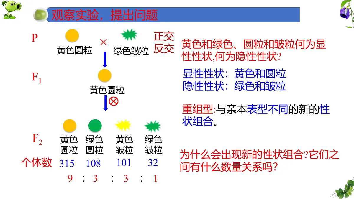 人教版高中生物必修2 1-2《孟德尔豌豆杂交实验（二）》课时1 课件第4页
