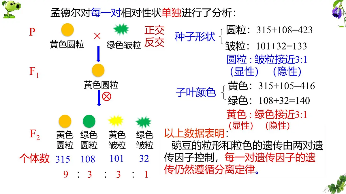 人教版高中生物必修2 1-2《孟德尔豌豆杂交实验（二）》课时1 课件第5页