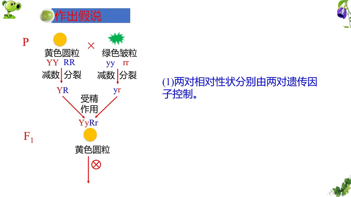 人教版高中生物必修2 1-2《孟德尔豌豆杂交实验（二）》课时1 课件第7页