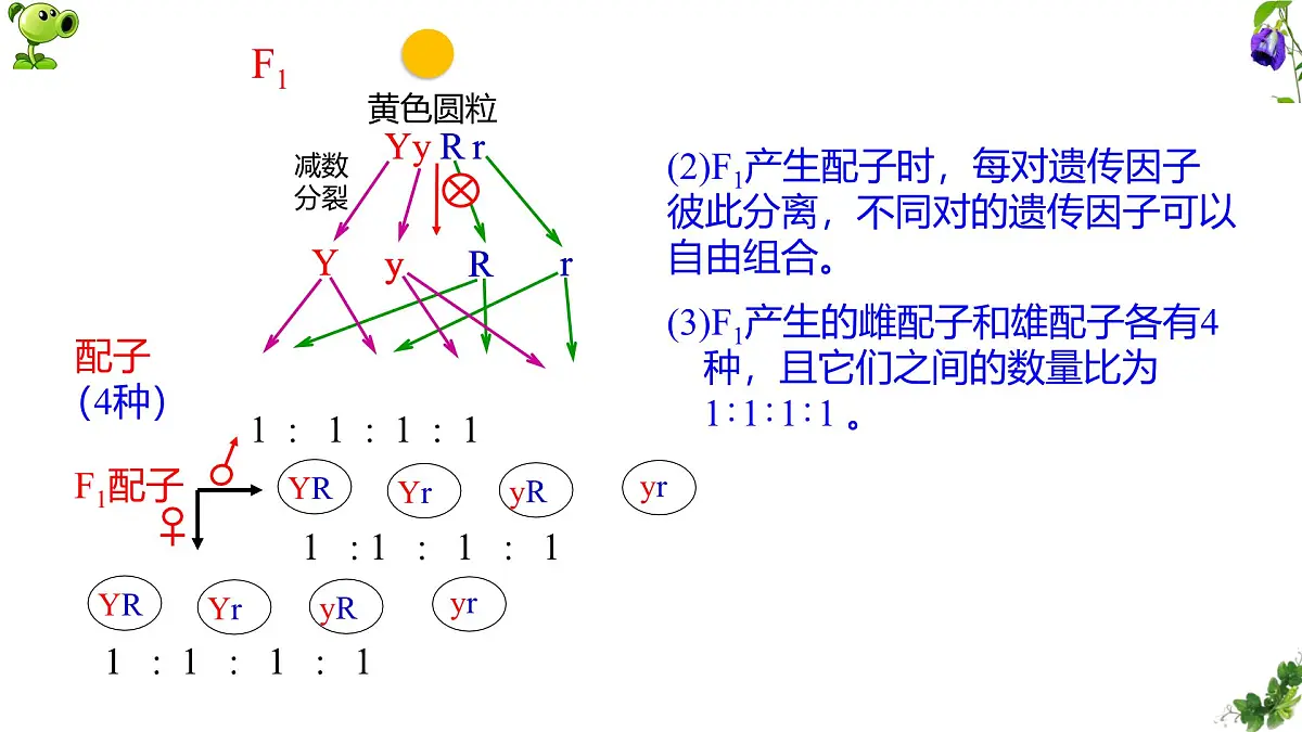 人教版高中生物必修2 1-2《孟德尔豌豆杂交实验（二）》课时1 课件第8页