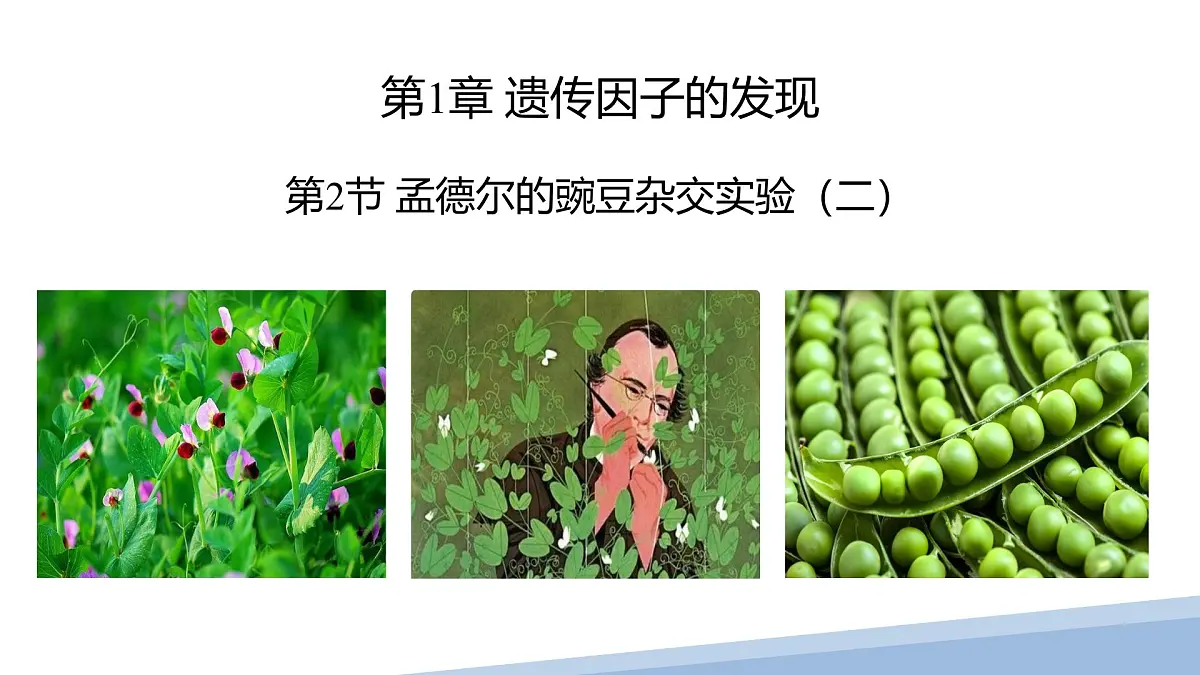 人教版高中生物必修2 1-2《孟德尔豌豆杂交实验（二）》课时2 课件第1页