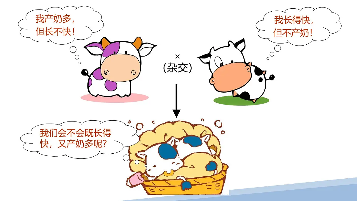 人教版高中生物必修2 1-2《孟德尔豌豆杂交实验（二）》课时2 课件第2页