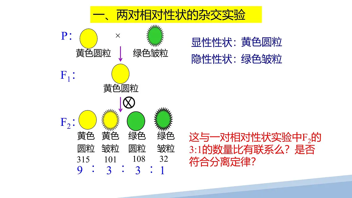 人教版高中生物必修2 1-2《孟德尔豌豆杂交实验（二）》课时2 课件第3页