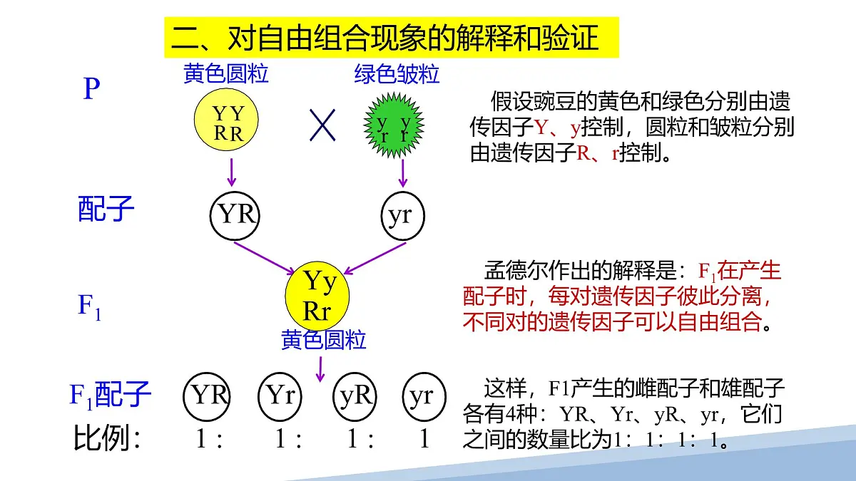 人教版高中生物必修2 1-2《孟德尔豌豆杂交实验（二）》课时2 课件第5页