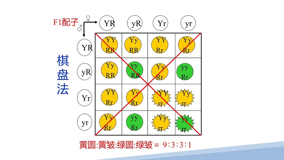 人教版高中生物必修2 1-2《孟德尔豌豆杂交实验（二）》课时2 课件第6页