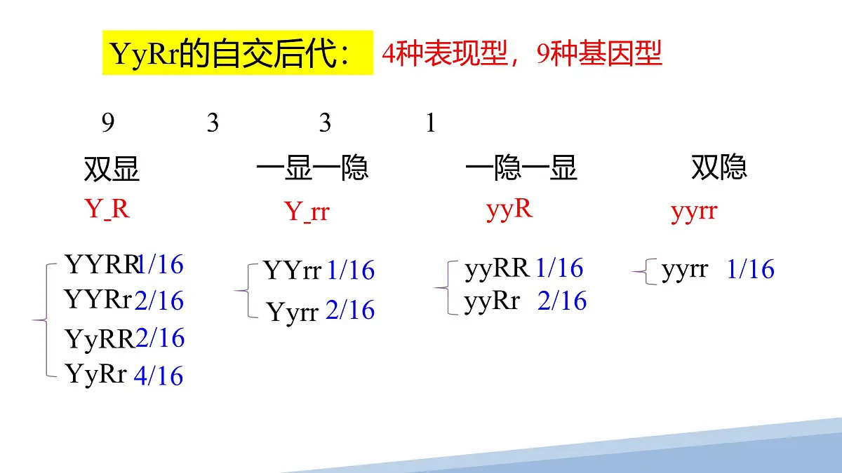 人教版高中生物必修2 1-2《孟德尔豌豆杂交实验（二）》课时2 课件第7页