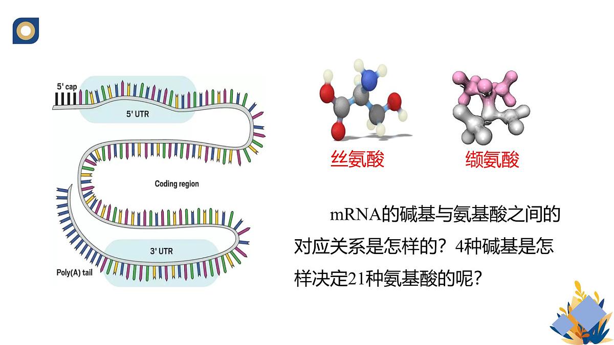 人教版高中生物必修2 4-1《基因指导蛋白质的合成（第二课时）》教学课件第5页