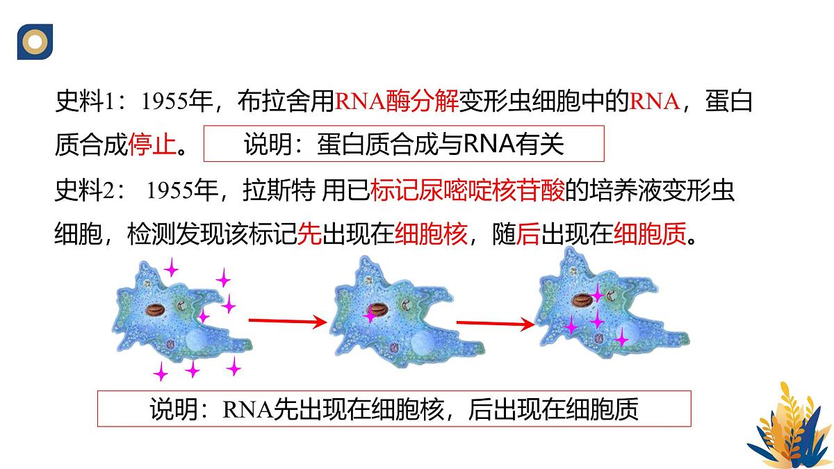 人教版高中生物必修2 4-1《基因指导蛋白质的合成（第一课时）》教学课件第7页