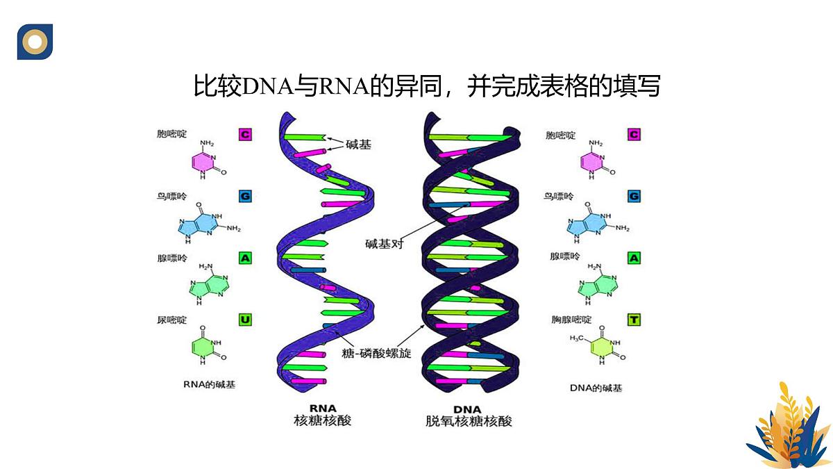 人教版高中生物必修2 4-1《基因指导蛋白质的合成（第一课时）》教学课件第8页