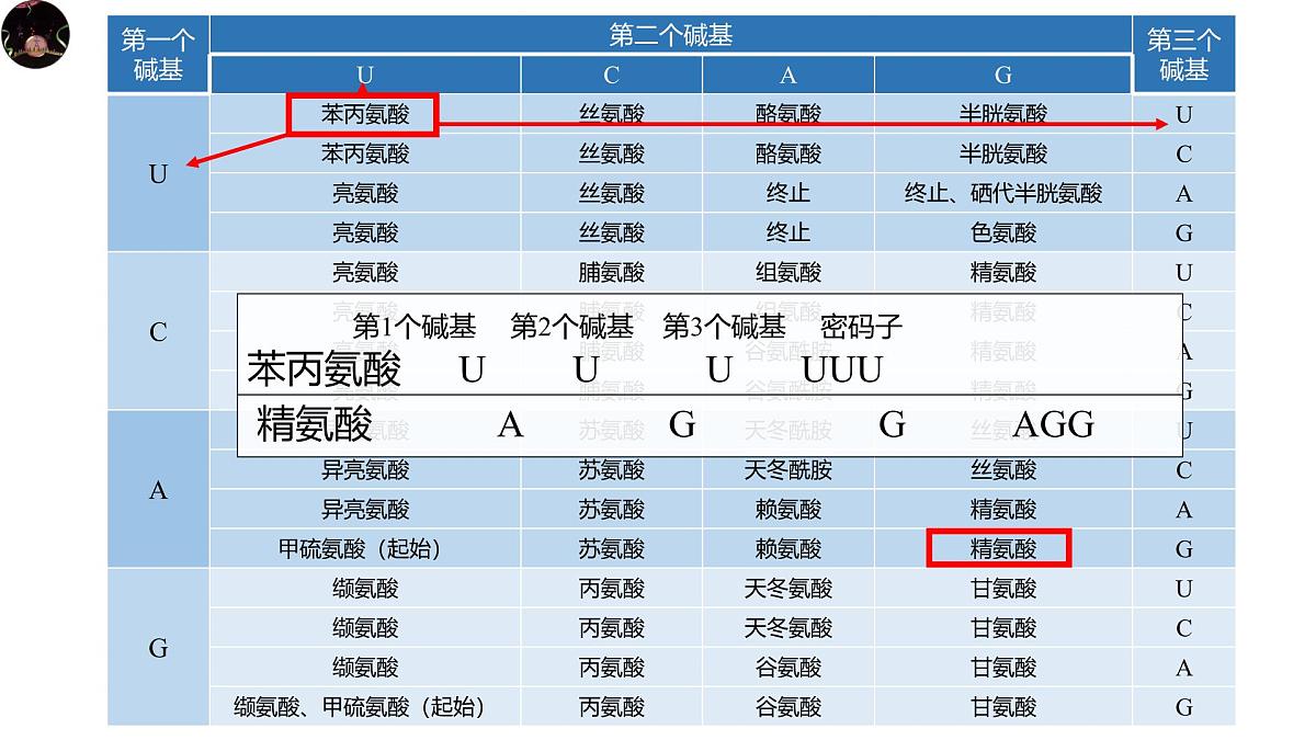 人教版高中生物必修2《4-1-3 基因指导蛋白质的合成》课件第6页