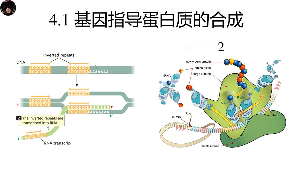 人教版高中生物必修2《4-1-2 基因指导蛋白质的合成》课件第1页