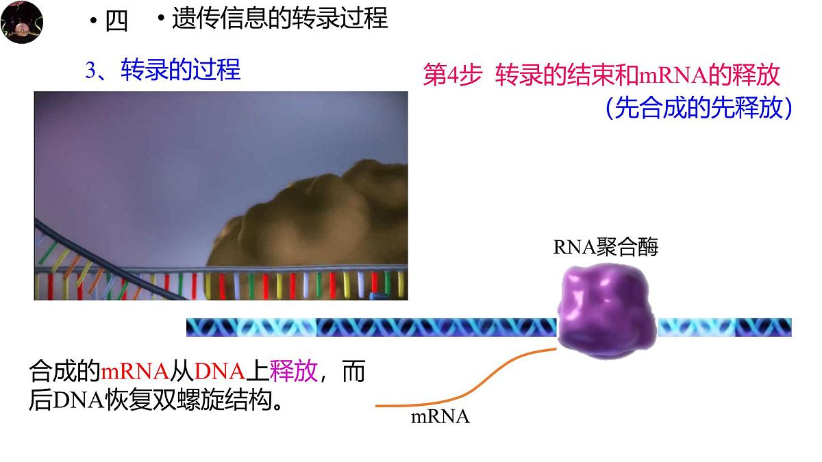 人教版高中生物必修2《4-1-2 基因指导蛋白质的合成》课件第2页