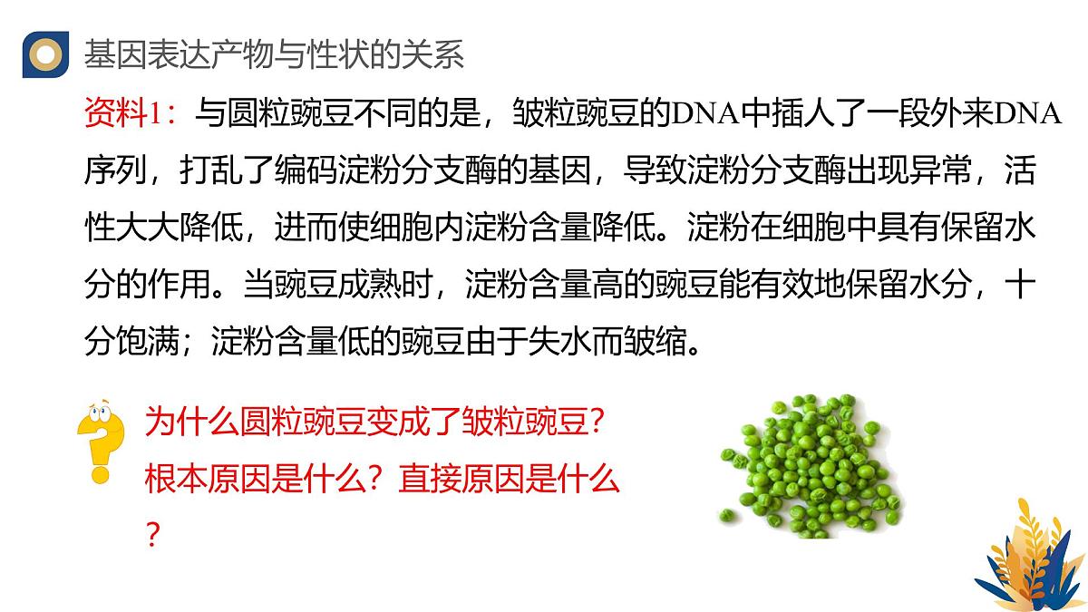 人教版高中生物必修2 4-2《基因表达与性状的关系》教学课件第4页