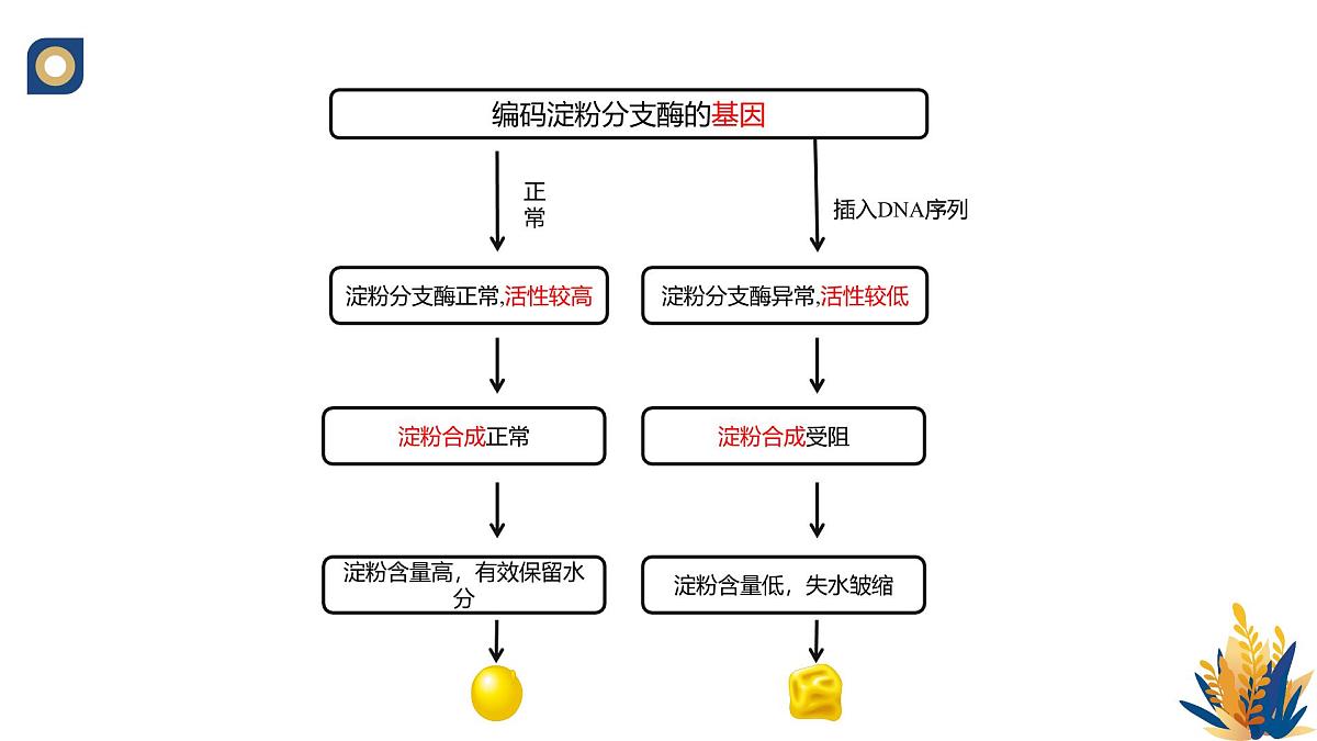 人教版高中生物必修2 4-2《基因表达与性状的关系》教学课件第5页