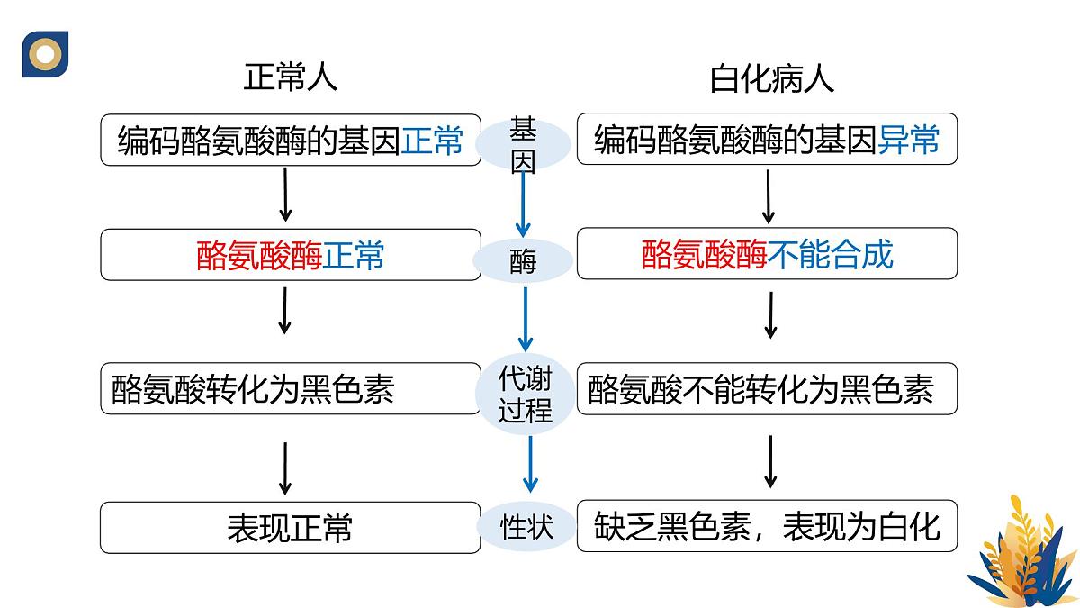 人教版高中生物必修2 4-2《基因表达与性状的关系》教学课件第7页