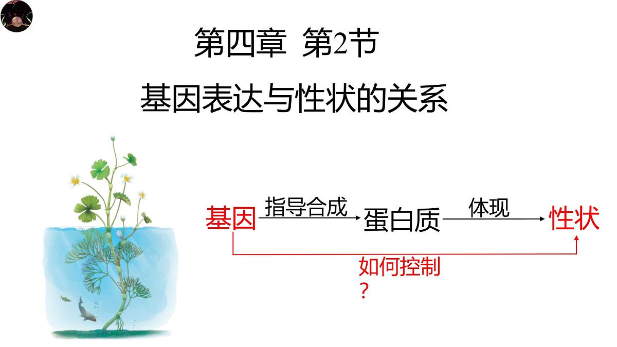 人教版高中生物必修2《4-2 基因表达与性状的关系》课件第1页