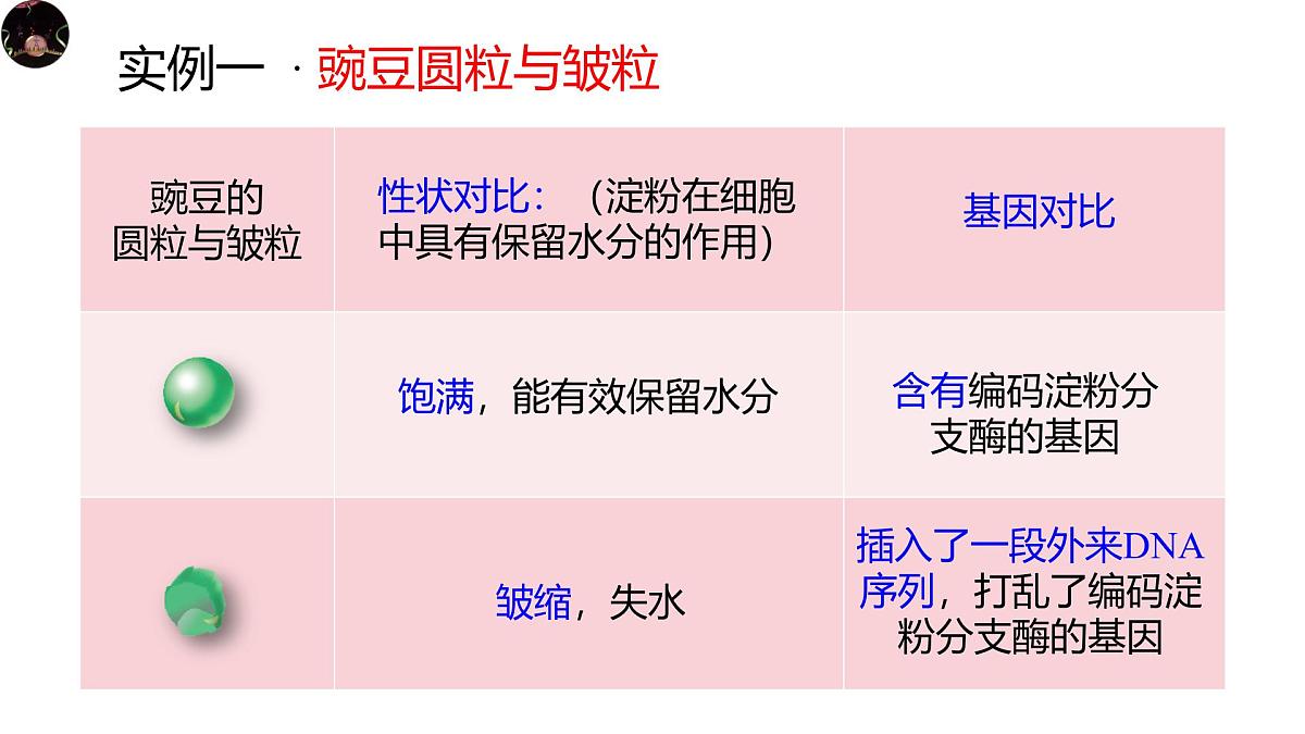 人教版高中生物必修2《4-2 基因表达与性状的关系》课件第2页