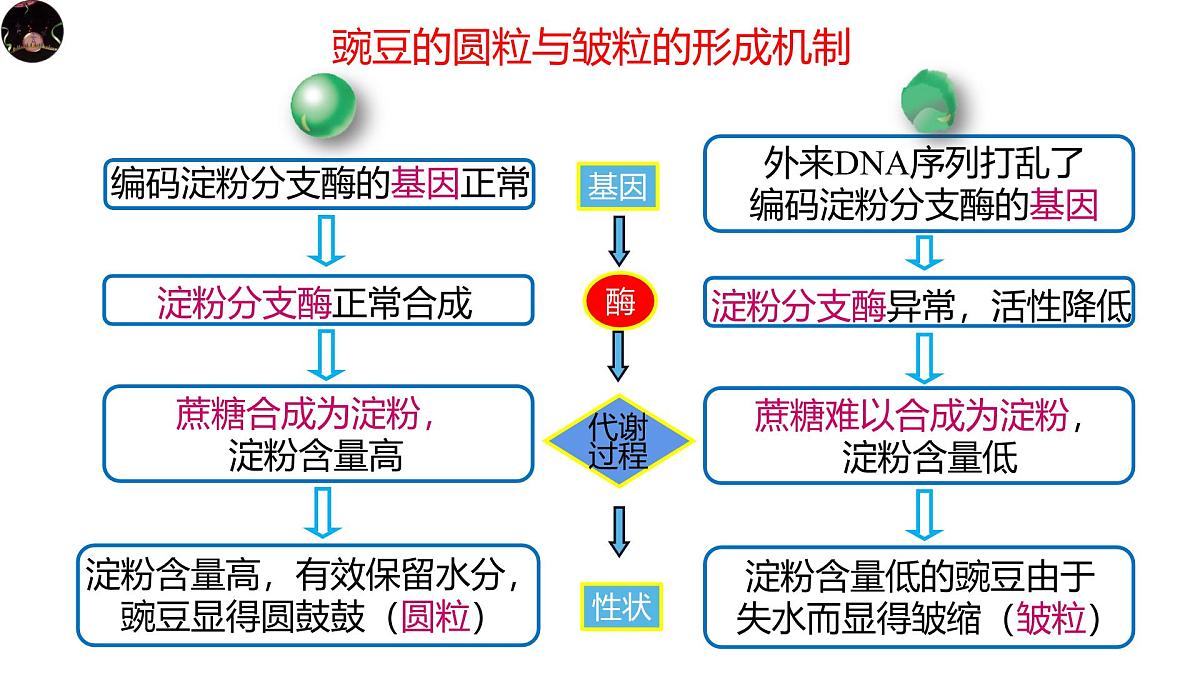 人教版高中生物必修2《4-2 基因表达与性状的关系》课件第3页