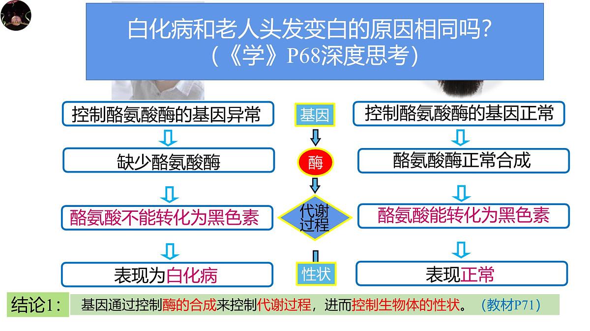 人教版高中生物必修2《4-2 基因表达与性状的关系》课件第4页