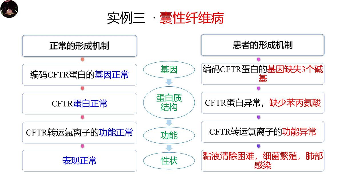 人教版高中生物必修2《4-2 基因表达与性状的关系》课件第6页