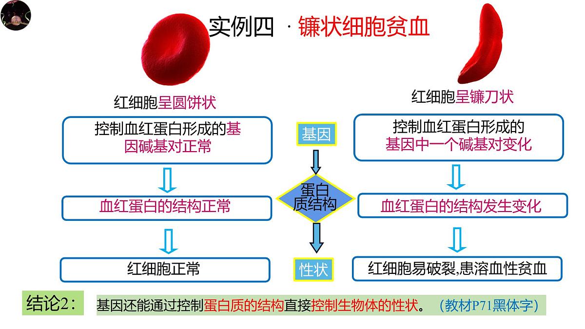 人教版高中生物必修2《4-2 基因表达与性状的关系》课件第7页
