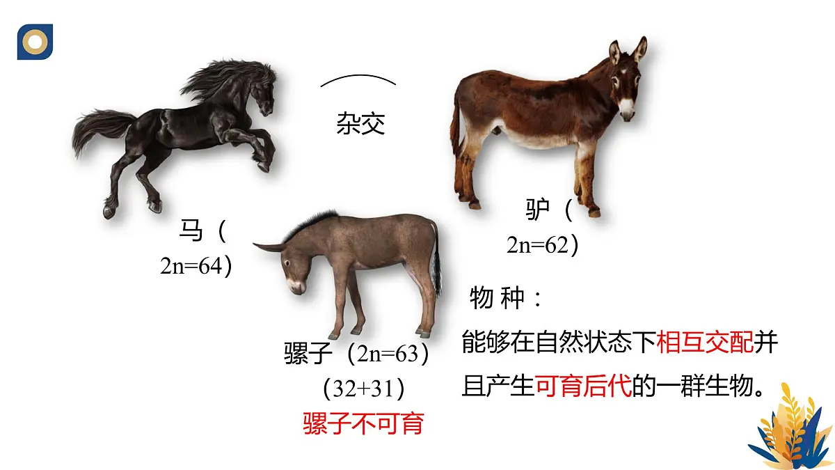 人教版高中生物必修2《种群基因组成的变化与物种的形成（第二课时）》教学课件第5页