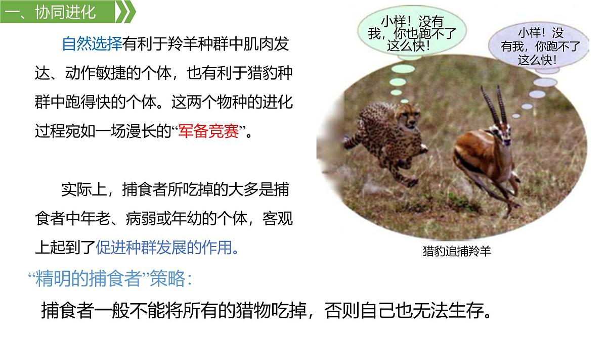 人教版高中生物必修2 6-4《6-4 协同进化与生物多样性的形成》课件第3页