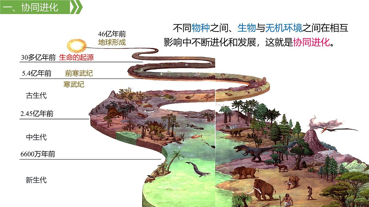 人教版高中生物必修2 6-4《6-4 协同进化与生物多样性的形成》课件第6页