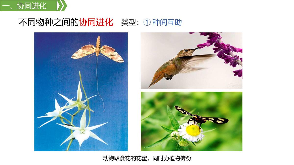 人教版高中生物必修2 6-4《6-4 协同进化与生物多样性的形成》课件第7页