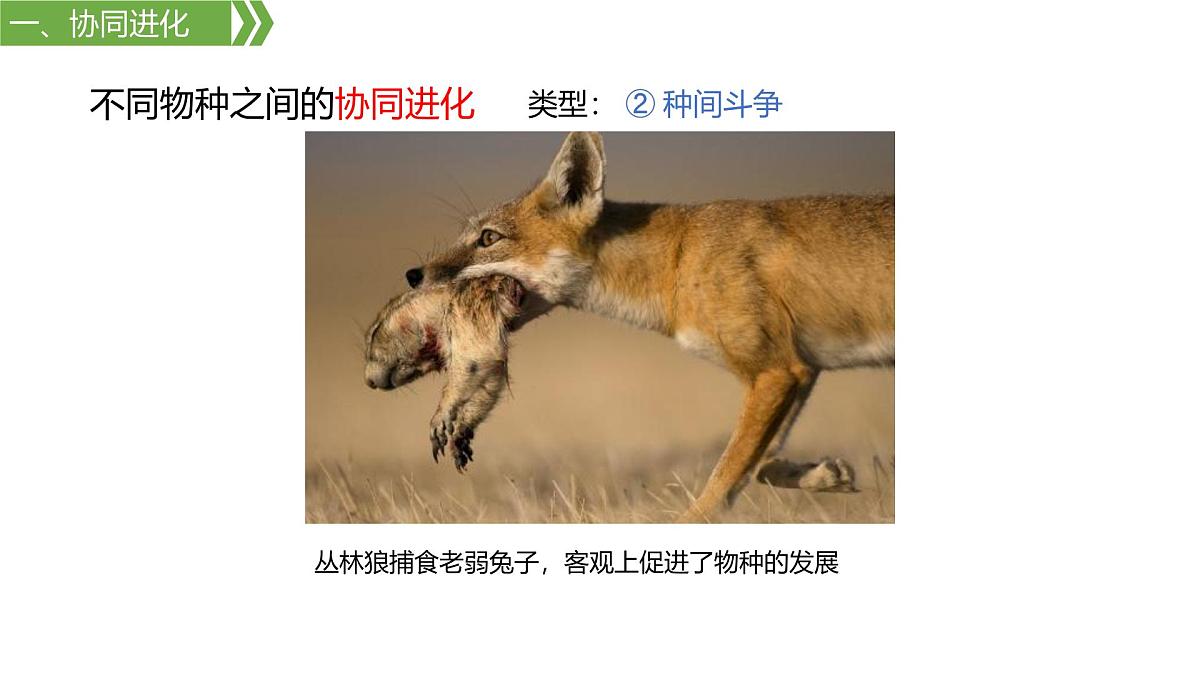 人教版高中生物必修2 6-4《6-4 协同进化与生物多样性的形成》课件第8页