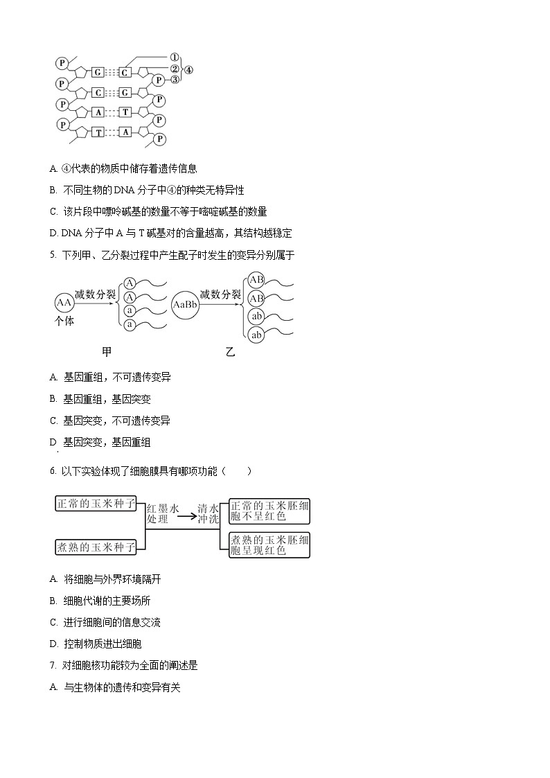 高一下学期期末人教版生物试题3（原卷版 无答案）第2页