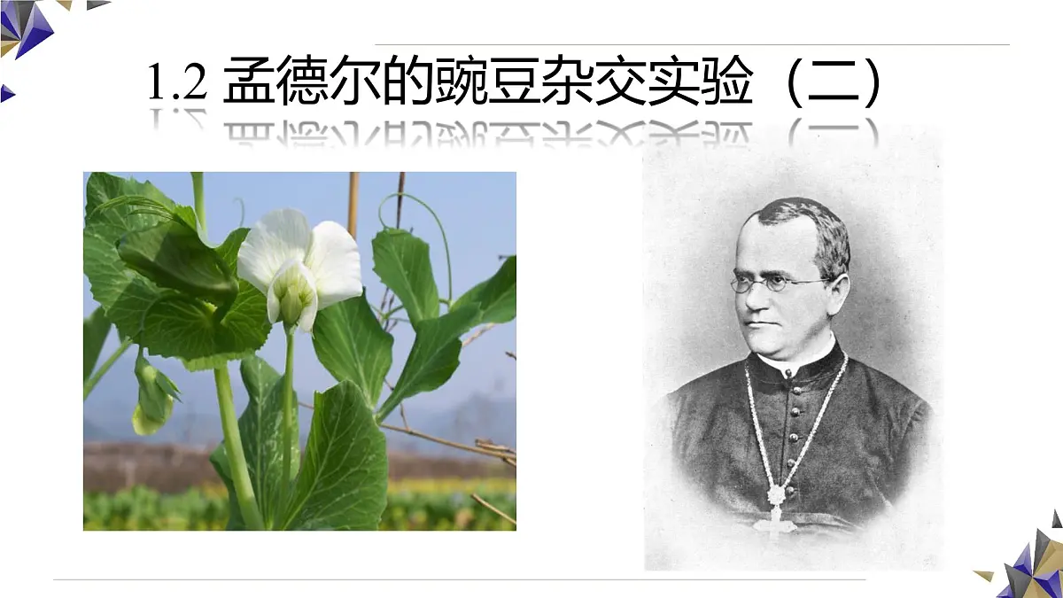 人教版高中生物必修2 1-1《孟德尔的豌豆杂交实验(二)》课时2 课件第1页