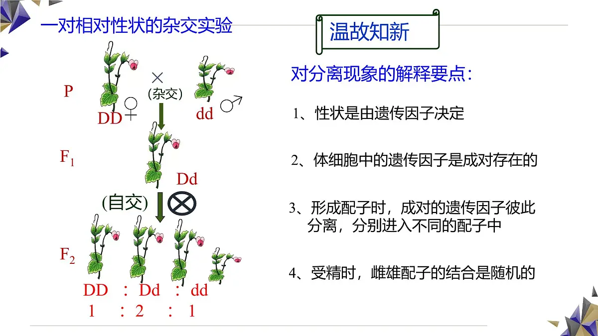 人教版高中生物必修2 1-1《孟德尔的豌豆杂交实验(二)》课时2 课件第2页