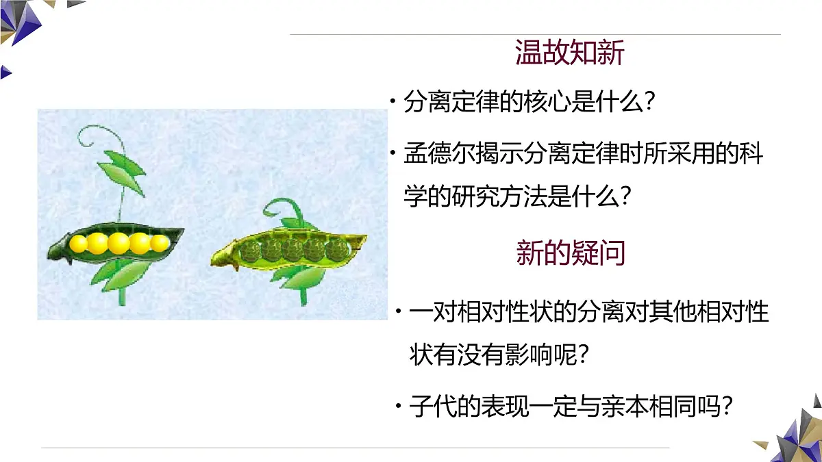 人教版高中生物必修2 1-1《孟德尔的豌豆杂交实验(二)》课时2 课件第3页