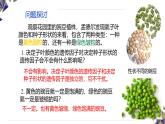 人教版高中生物必修2 1-1《孟德尔的豌豆杂交实验(二)》课时2 课件