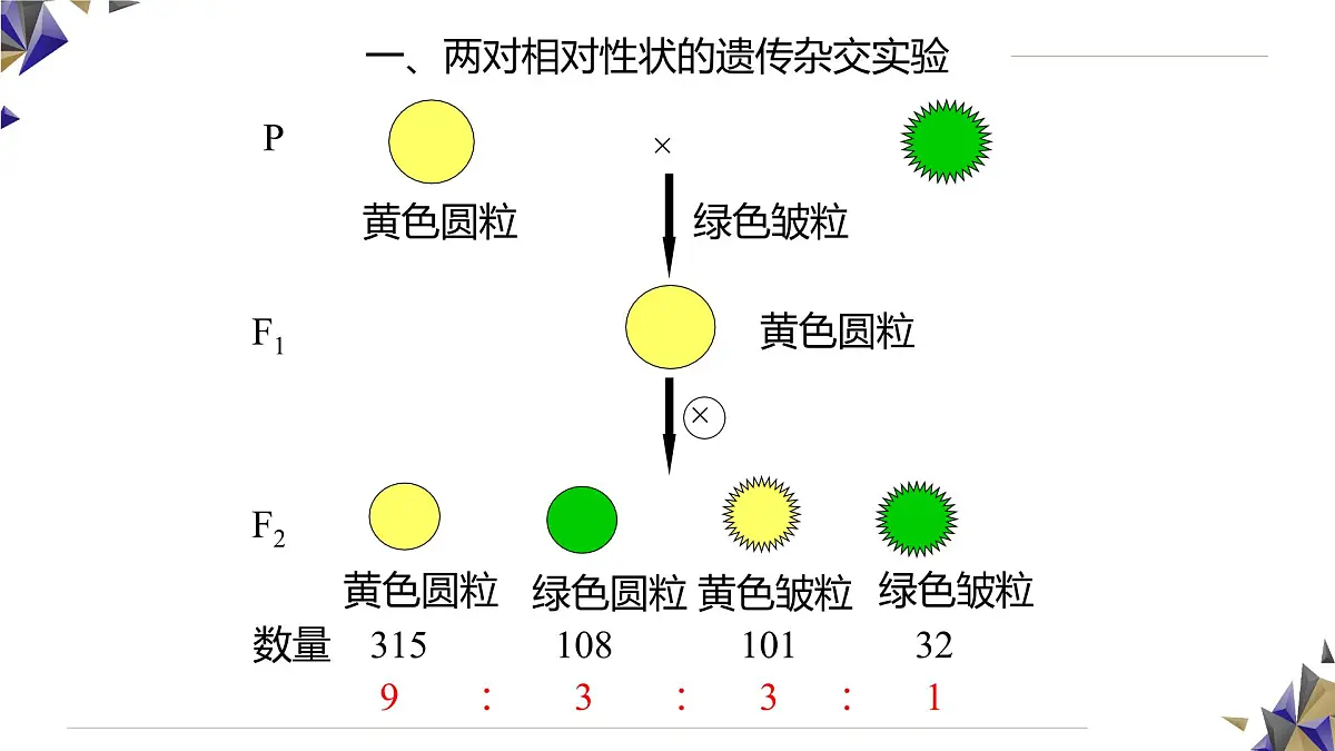人教版高中生物必修2 1-1《孟德尔的豌豆杂交实验(二)》课时2 课件第6页