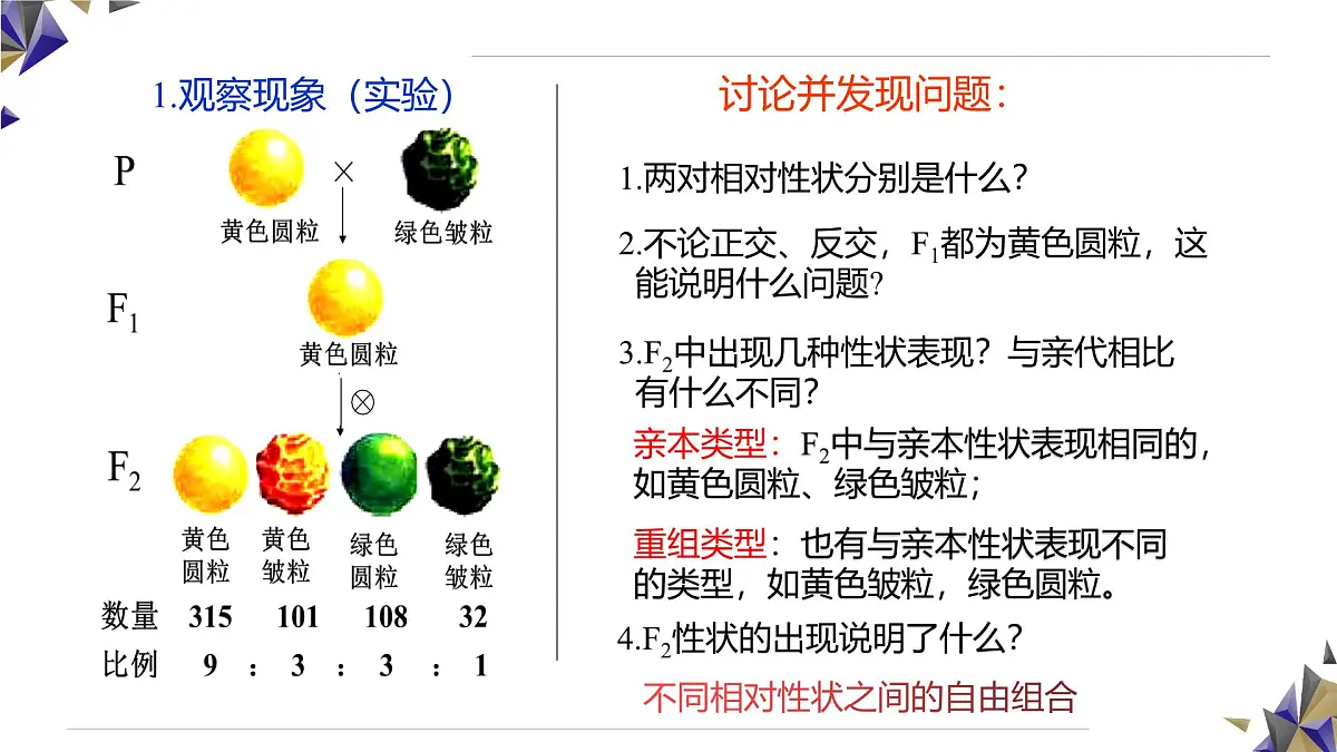 人教版高中生物必修2 1-1《孟德尔的豌豆杂交实验(二)》课时2 课件第7页