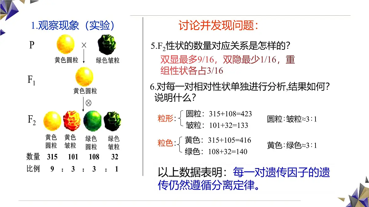 人教版高中生物必修2 1-1《孟德尔的豌豆杂交实验(二)》课时2 课件第8页