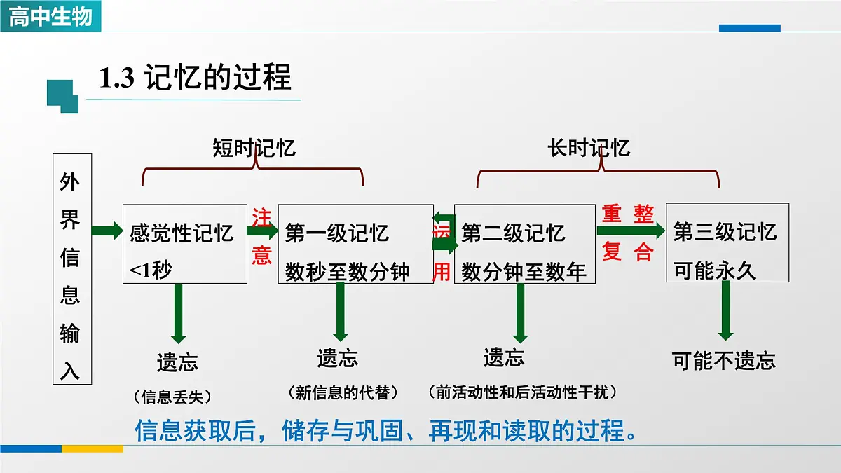 人教版高中生物选修1 2-5《人脑的高级功能（第二课时）》课件第8页