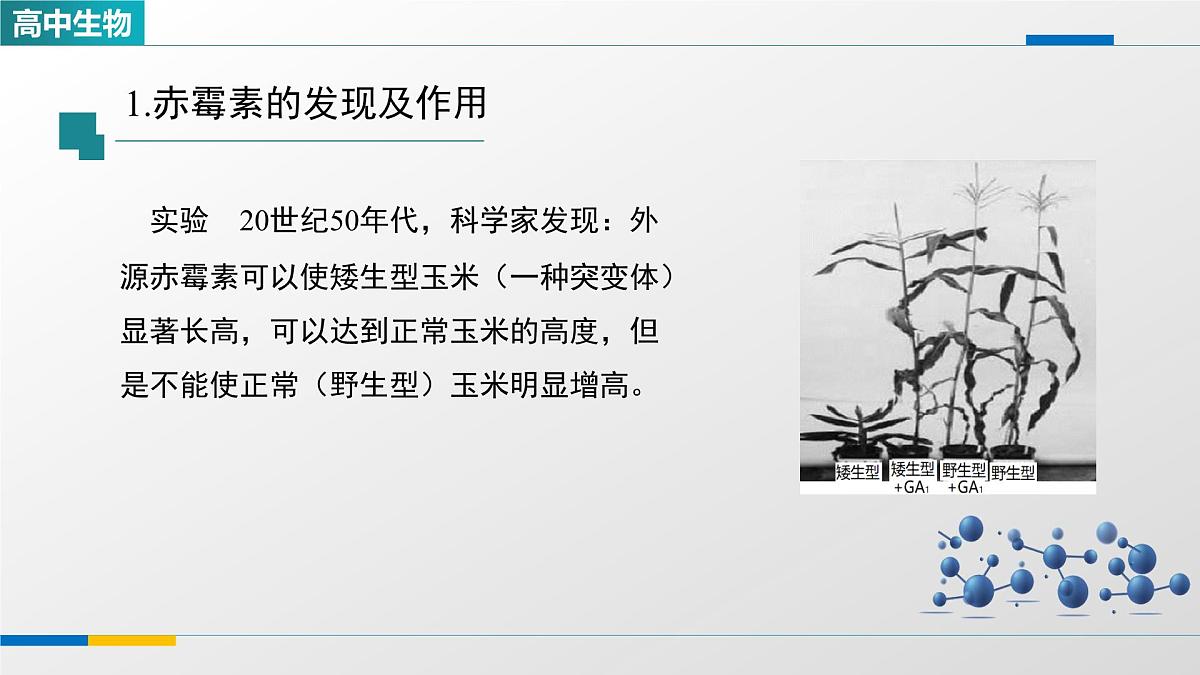 人教版高中生物选修1 5-2《其他植物激素》课件第4页