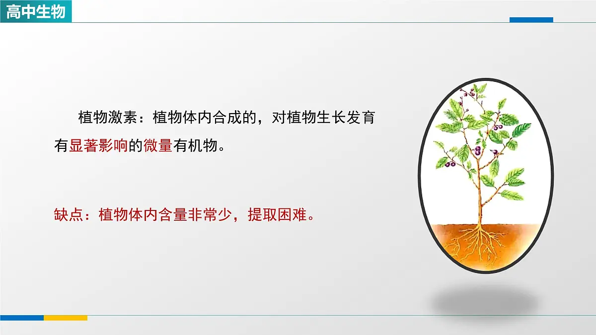 人教版高中生物选修1 5-3《植物生长调节剂的应用》课件第3页
