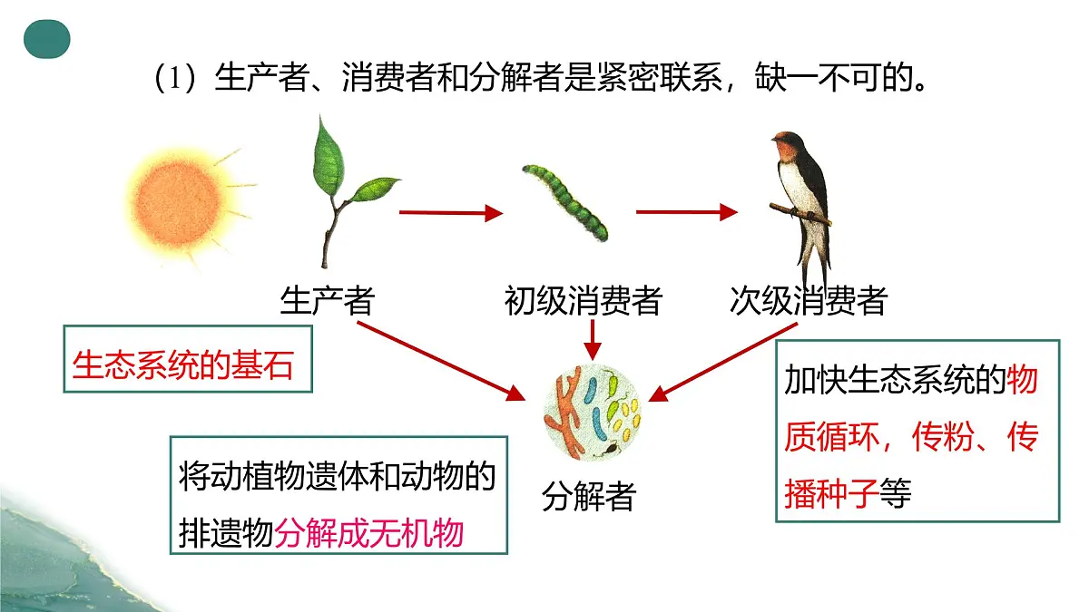 人教版高中生物选修2《3-1生态系统的结构(第2课时）》课件第7页