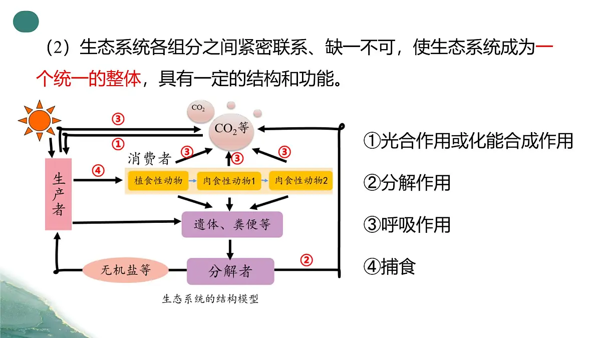 人教版高中生物选修2《3-1生态系统的结构(第2课时）》课件第8页
