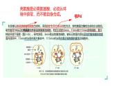 2.5 細(xì)胞在結(jié)構(gòu)和功能上是一個(gè)統(tǒng)一整體（教學(xué)課件）-2025-2026學(xué)年高中生物必修1（浙科版2019）